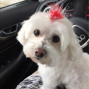 Meet your Posher, Ellen