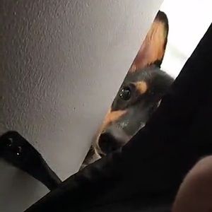 Meet your Posher, Ashton