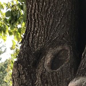 Meet your Posher, Isabella