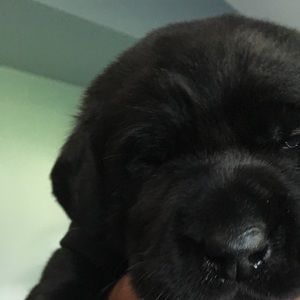 Meet your Posher, Alex