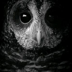 Meet your Posher, Gwen