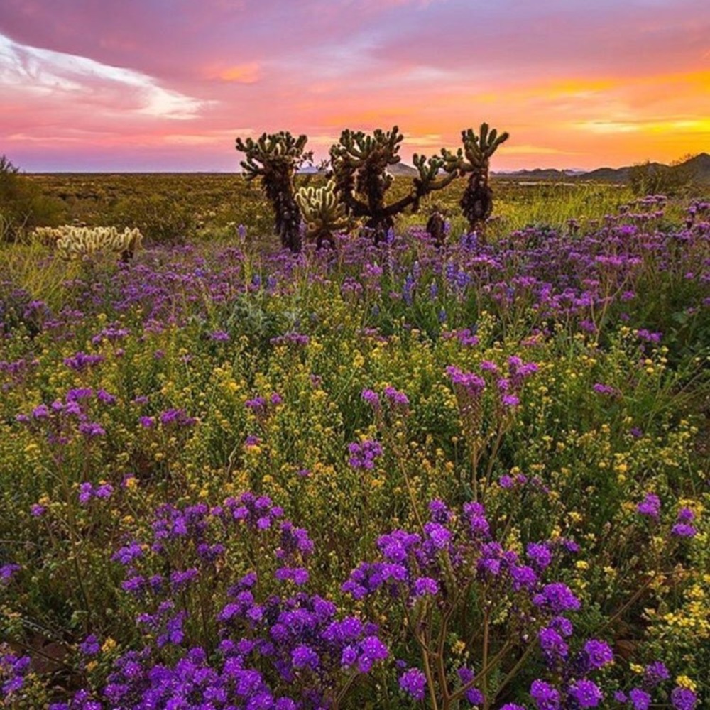 Meet your Posher, Lancey