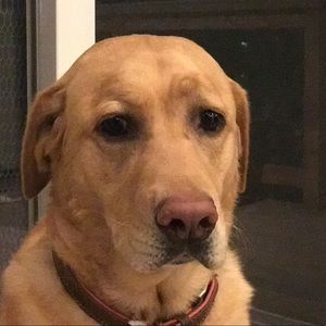 Meet your Posher, Darci
