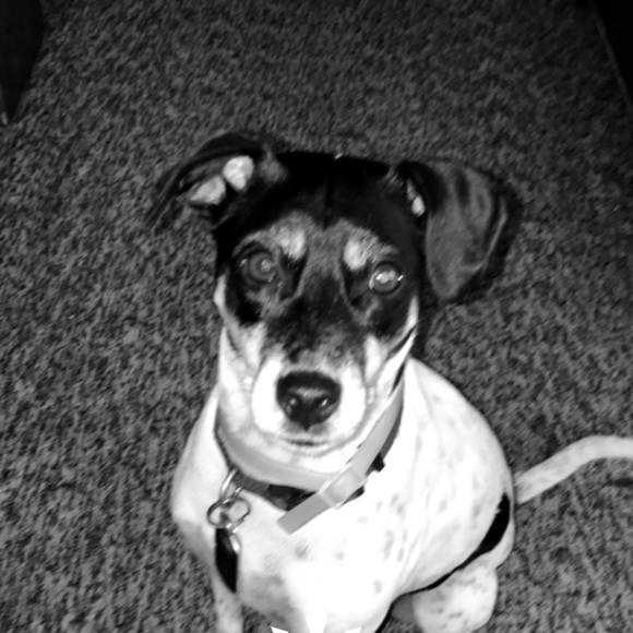 Meet your Posher, Reilly - Picture 1 of 1