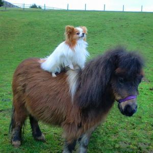 Meet your Posher, Frances