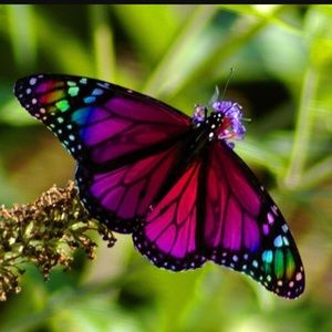 Meet your Posher, Vickie