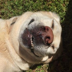 Meet your Posher, Gracie