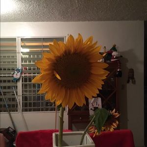 Meet your Posher, Arlene