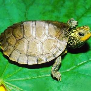 Meet your Posher, Gavin