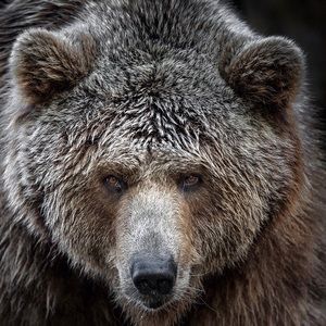 Meet your Posher, Andres