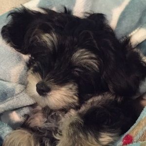 Meet your Posher, Mikaela