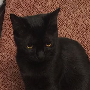 Meet your Posher, Rachel