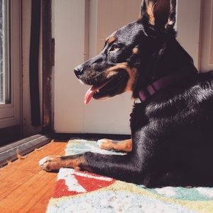 Meet your Posher, Don