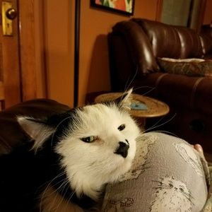 Meet your Posher, Celia