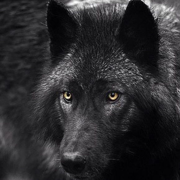 Meet your Posher, Erika - Picture 1 of 1