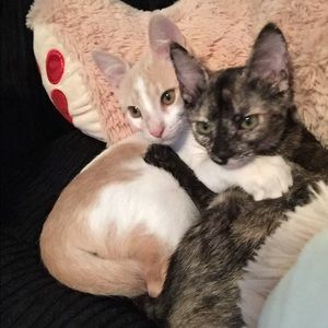 Meet your Posher, Kelsey