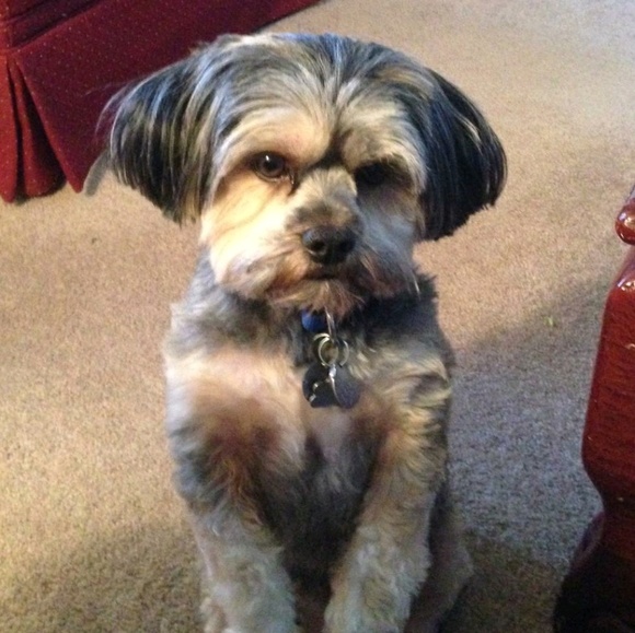 Meet your Posher, Jan - Picture 1 of 1