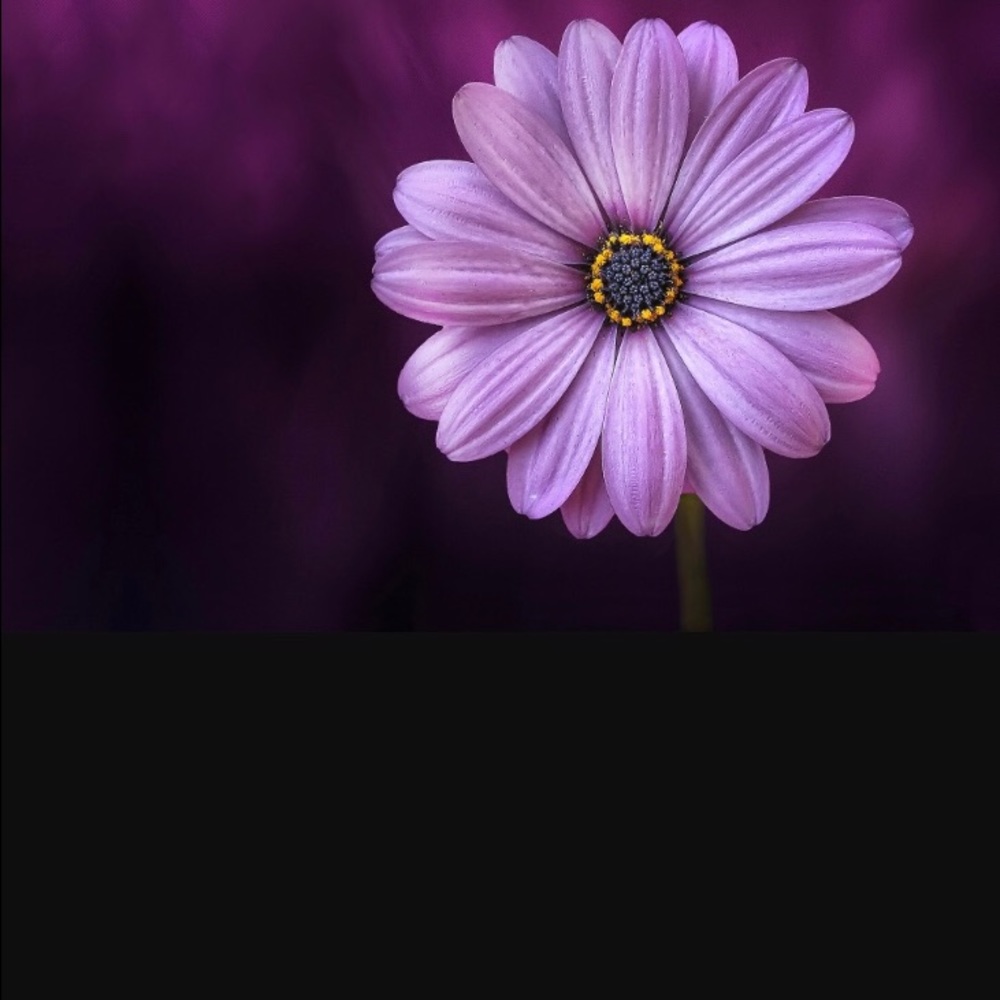 Meet your Posher, Rin