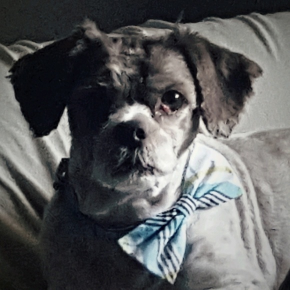 Meet your Posher, Jammie - Picture 1 of 1