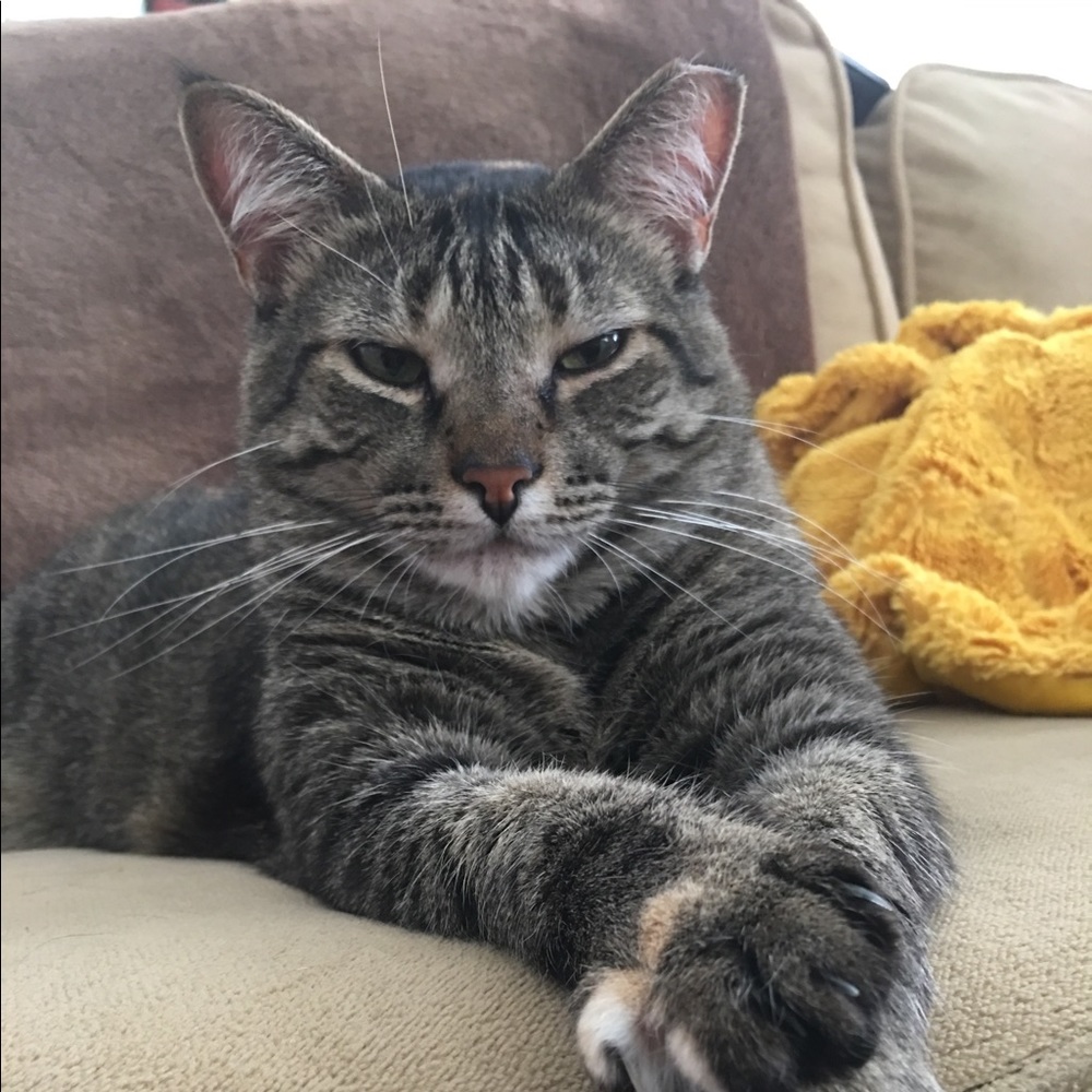 Meet your Posher, Irene