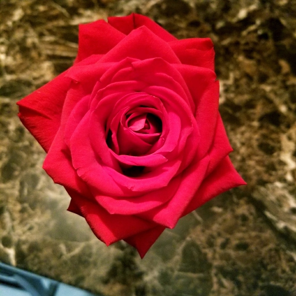 Meet your Posher, Trisha