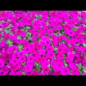 Meet your Posher, Kaliana