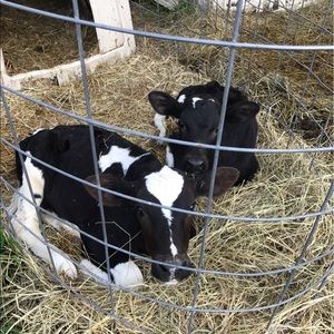 Meet your Posher, Ash