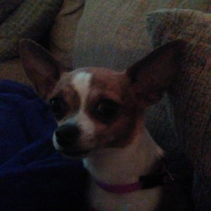 Meet your Posher, Bryce