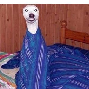 Meet your Posher, Noah