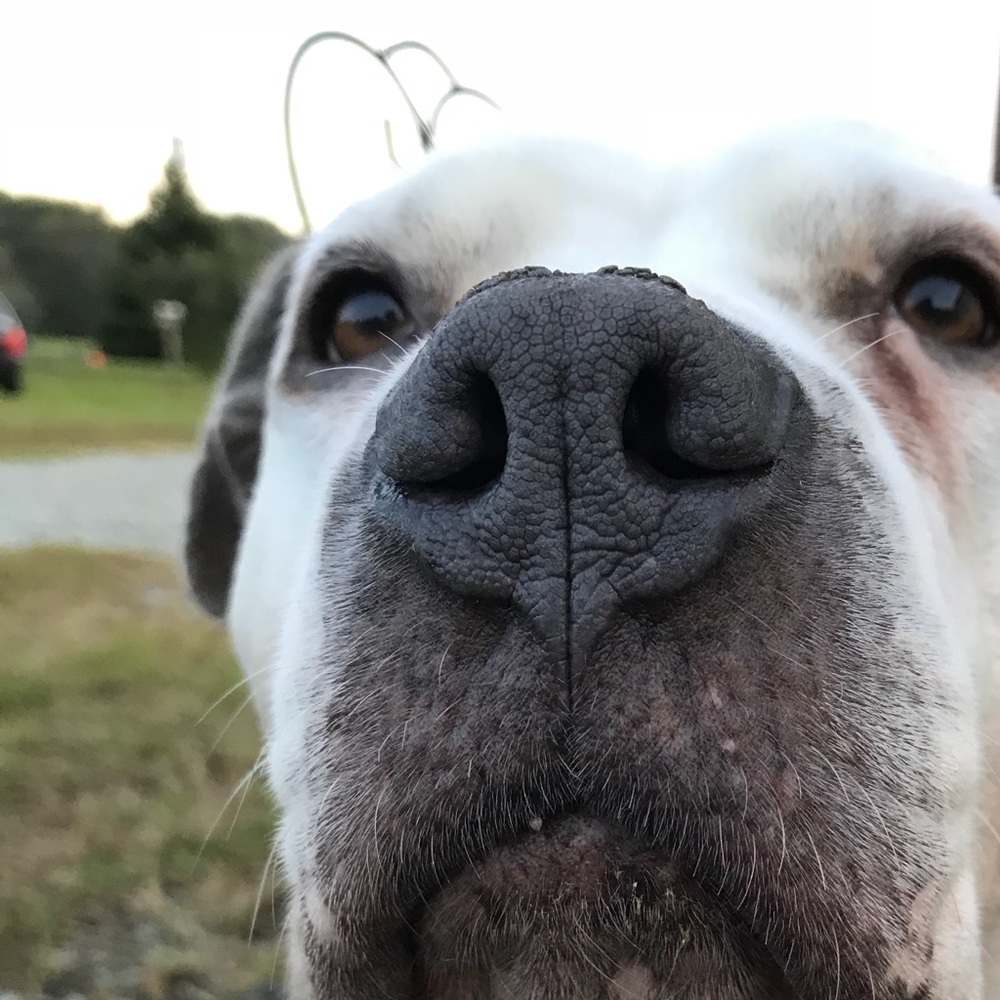Meet your Posher, Morgan