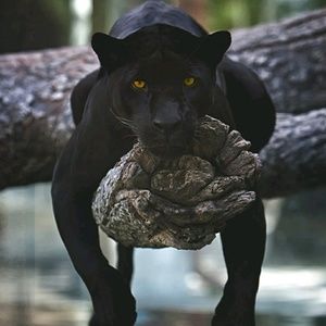 Meet your Posher, Roger