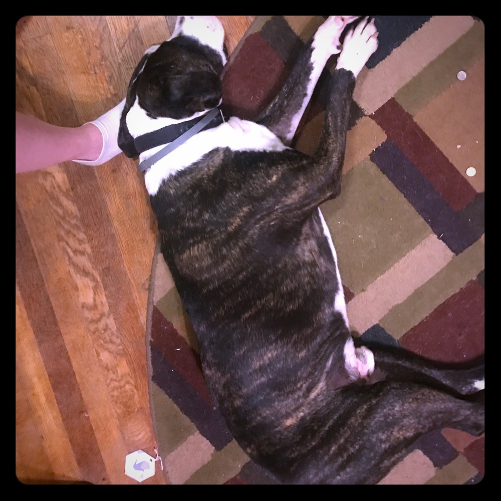 Puppy