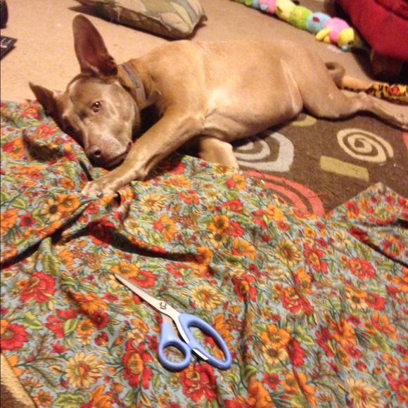 Puppy - Picture 2 of 2