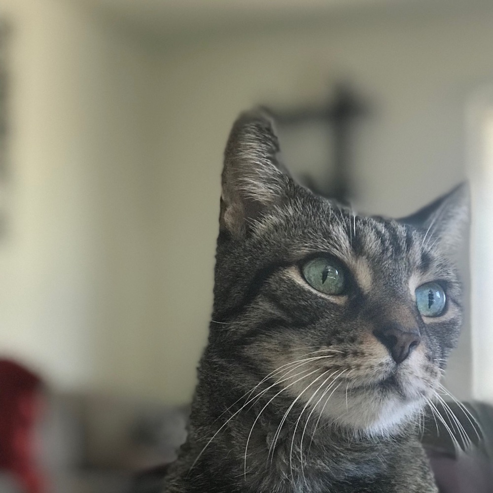 Meet your Posher, Natasha