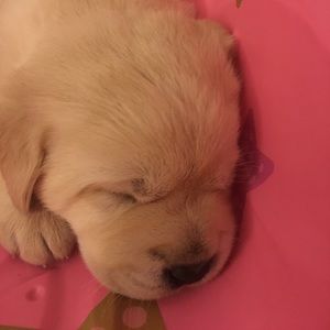 Meet your Posher, Nina