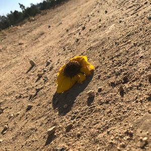 Meet your Posher, Miranda