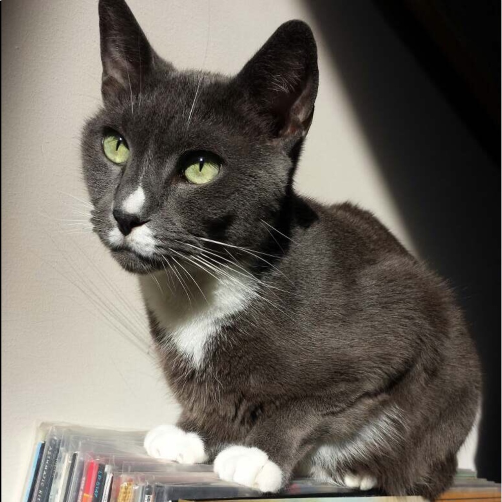 Meet your Posher, Jesse
