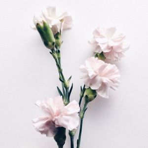 Meet your Posher, Neziak