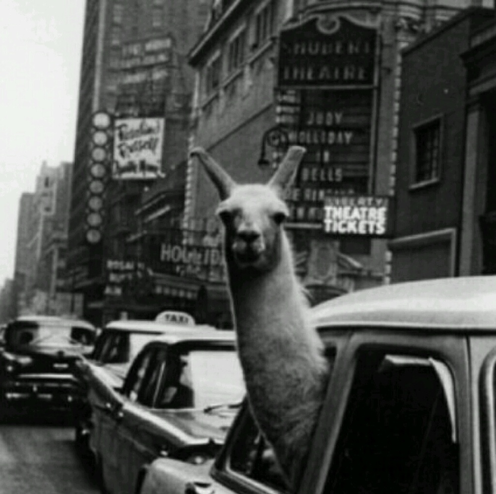 Meet your Posher, Carolyn