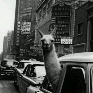 Meet your Posher, Carolyn