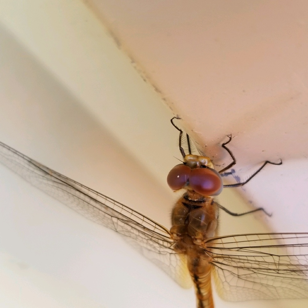 Meet your Posher, Marshall