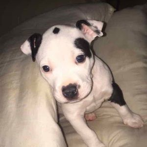 Meet your Posher, Brandy