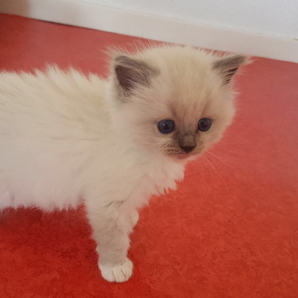 Meet your Posher, Alina