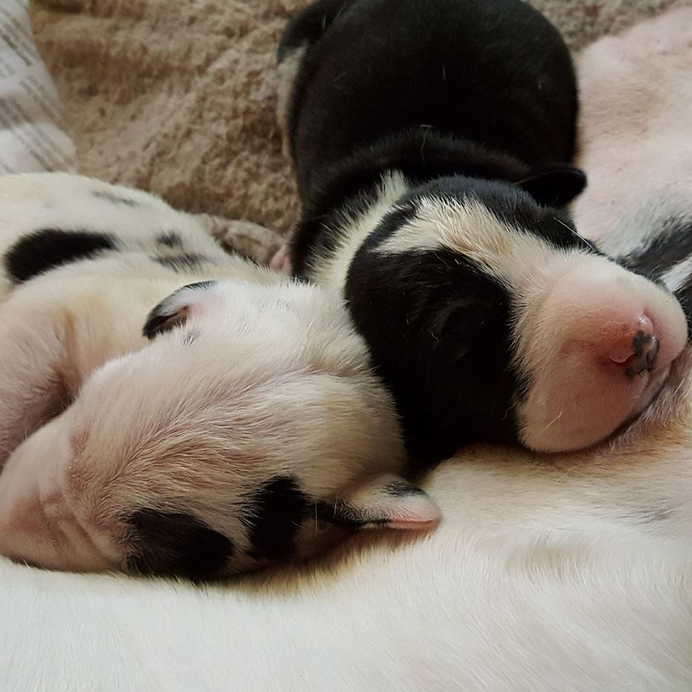 Meet your Posher, Carmella