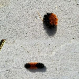 Meet your Posher, Cj