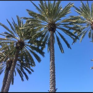 Meet your Posher, Carina