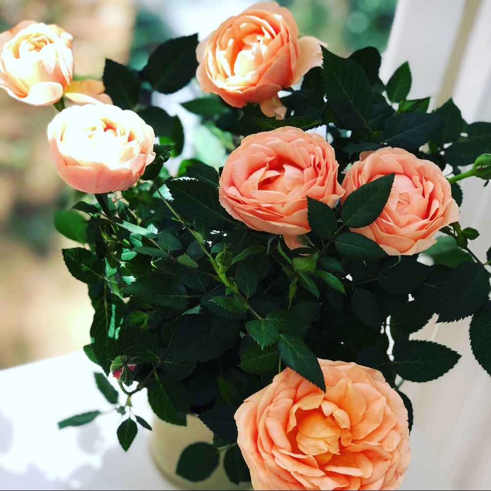 Meet your Posher, Lisa