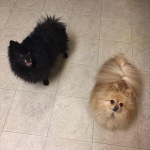 Meet your Posher, Jilly