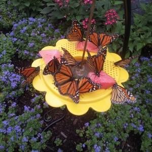 Meet your Posher, Lori