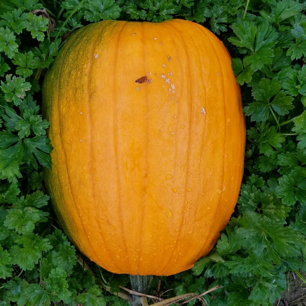 Meet your Posher, Scott